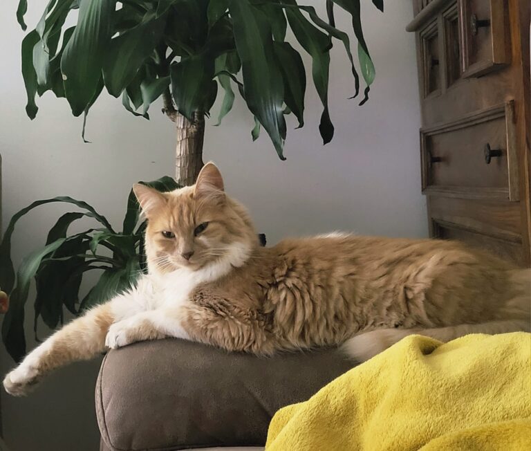 My work buddy - Waffle